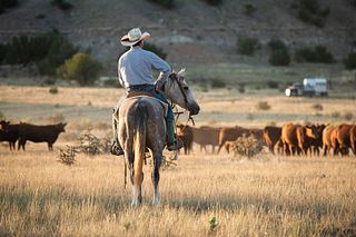 Idaho Beef Council